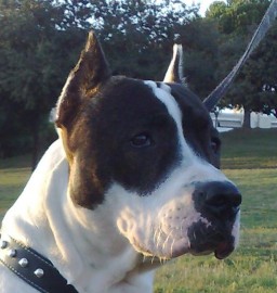 Tayson
